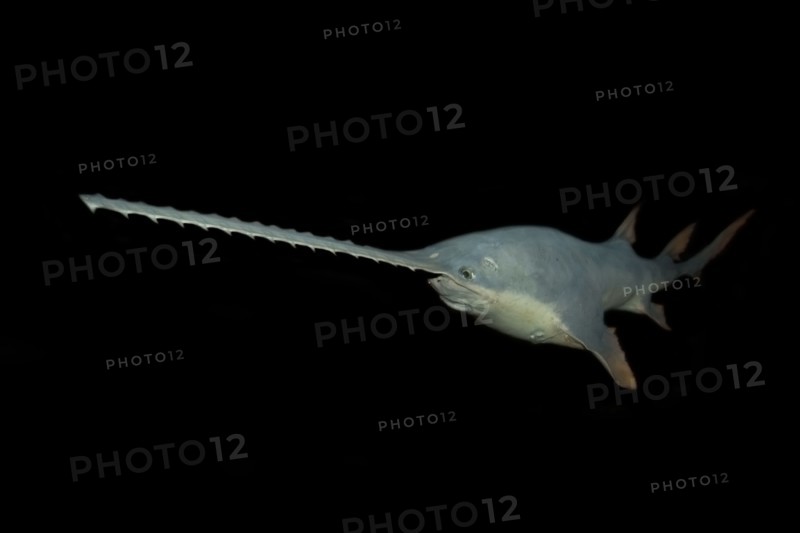 Sawfish Pristis pectinatus preserved specimen Amazon River Basin Amazonas Brazil