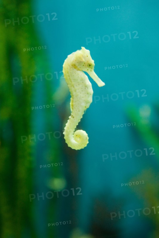 Yellow seahorse Hippocampus Kuda