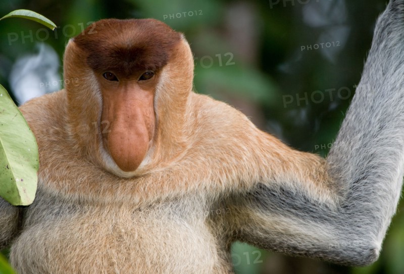 Proboscis monkey (Nasalis larvatus) overlooking Sekonyer river in Tanjung Puting National Park, Borneo, Kalimantan, Indonesia