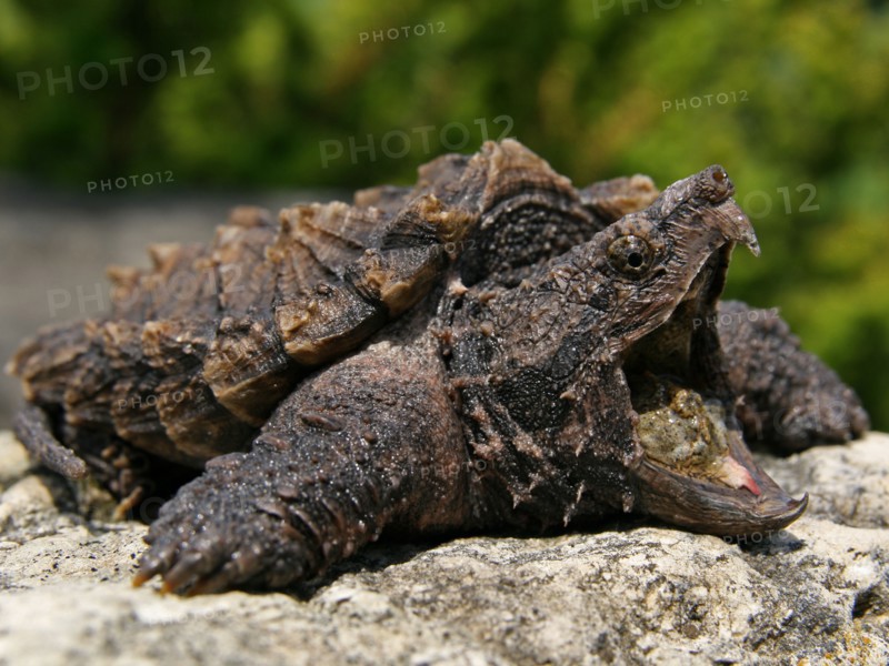 Alligator Snapping Turtle (Macrochelys temminckii)