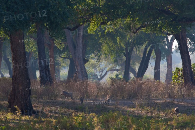 Scenic view of warthog feeding in the Feidherbia woodlands at Mana Pools