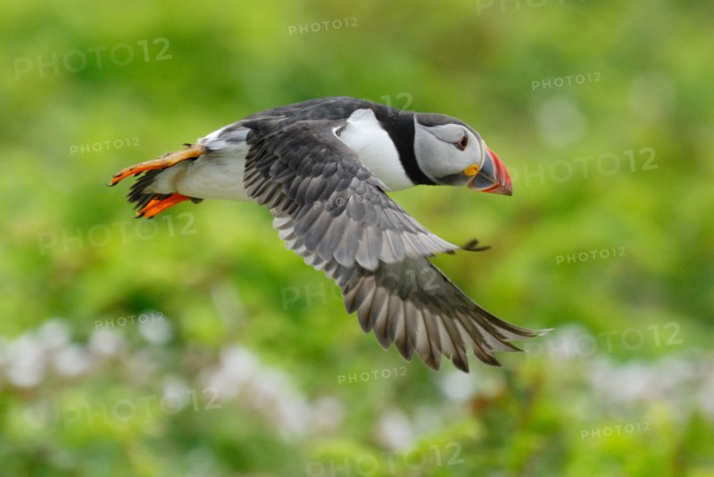 Puffin (Fratercula arctica) flying over Skomer Island, Wales, UK.