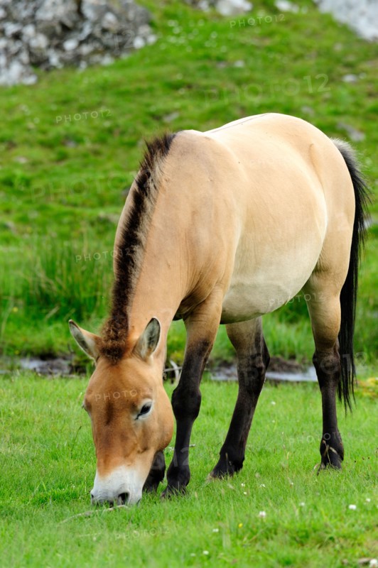 Przewalski's Horse, Highland Wildlife Park, Kincraig, Kingussie, Scotland