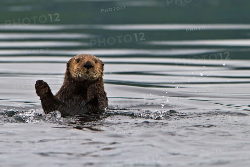 Sea otter, Enhydra lutris, belongs to the weasel family, photographed of the west coast of northern Vancouver Island, British Co