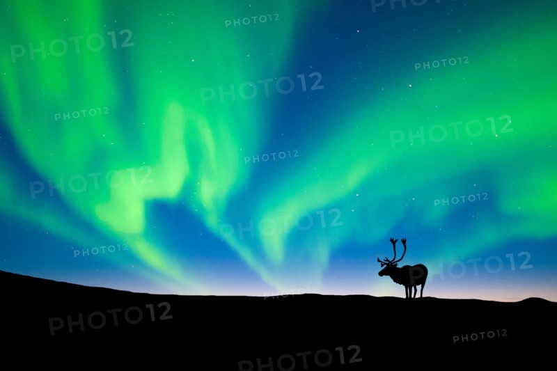 Caribou bull Rangifer tarandus silhouetted