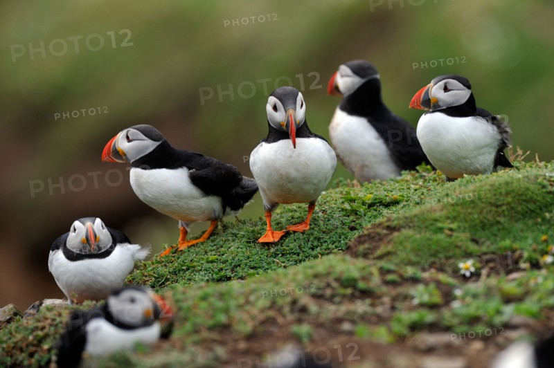 Puffins (Fratercula arctica)