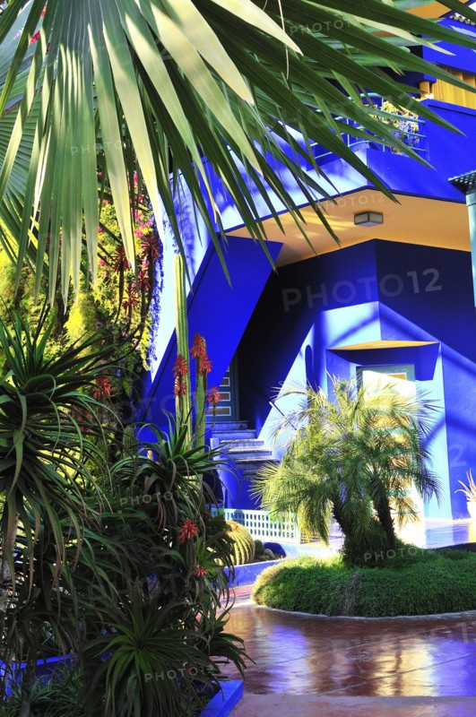 Vivid colours -cobalt blue and chrome yellow  adorn cacti pots and its house walls at the Majorelle Garden or Jardin Majorelle, Marrakesh, Morocco