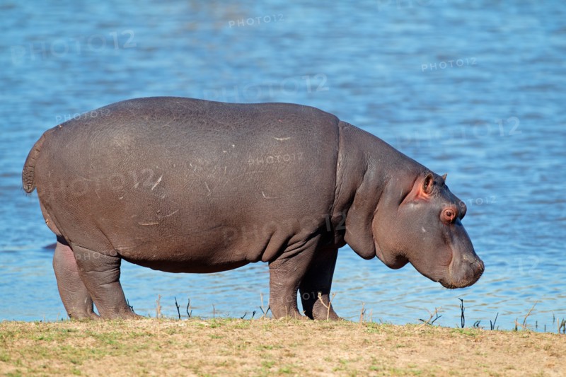 Hippopotamus (Hippopotamus amphibius), South Africa