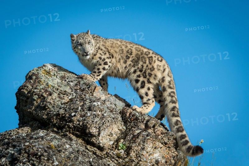 Snow Leopard looking down from cliffs edge