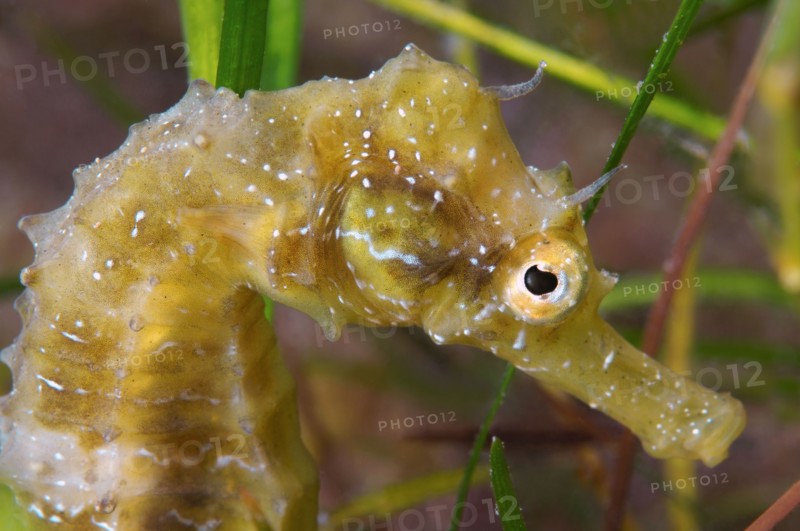 Short-snouted seahorse (Hippocampus hippocampus) Black sea, Crimea, Ukraine, Eastern Europe