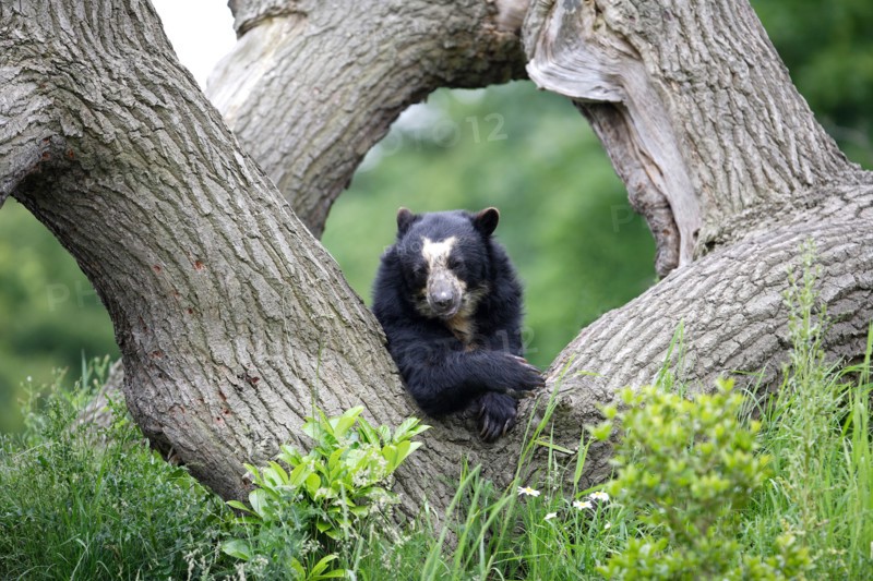 Spectacled bear resting on a tree