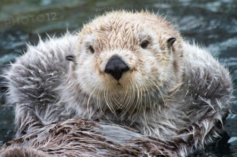 Sea Otter floating with it's paws out of the water to stay warm-closeup.(Enhydra lutris)