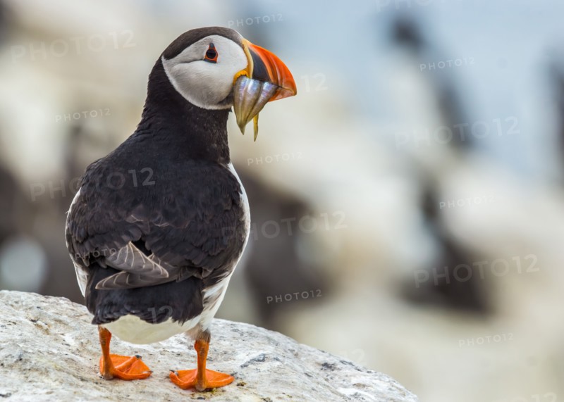 Atlantic Puffin :  Fratercula Arctica