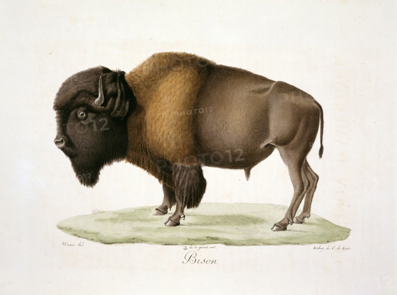 Bison bison, American bison