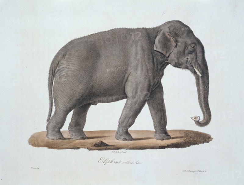 Elephas maximus, Asian elephant