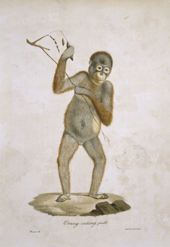 Pongo pygmaeus, orangutan
