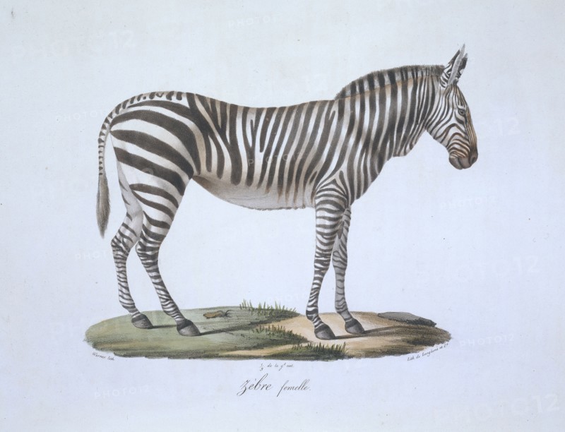 Equus sp., zebra