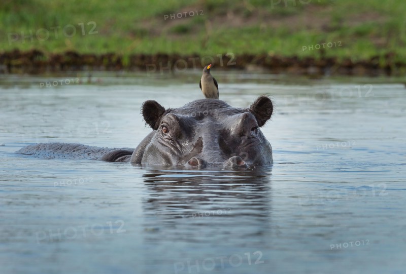 Oxpecker on Hippo (Hippopotamus amphibius)
