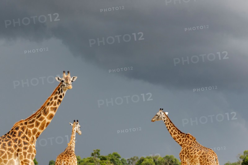 Three Masai Giraffes (Giraffa camelopardalis tippelskirchi) walking with a dark sky in background.