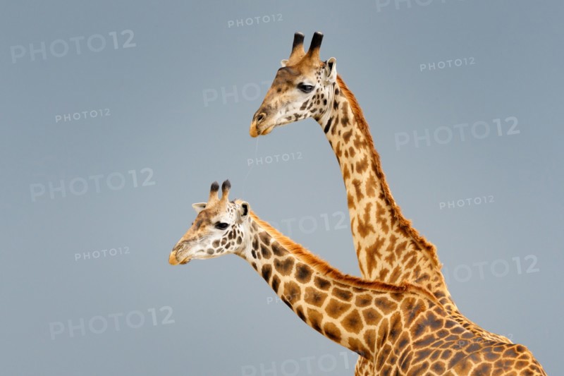 Male and female Masai giraffe (Giraffa camelopardalis tippelskirchi) during courtship with dark sky in background.