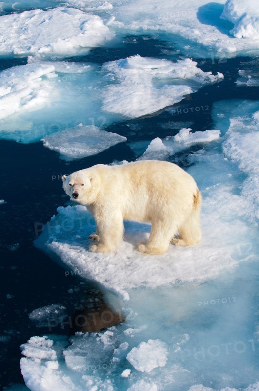 Polar bear (Ursus maritimus) on pack ice, Svalbard Archipelago, Norwegian Arctic