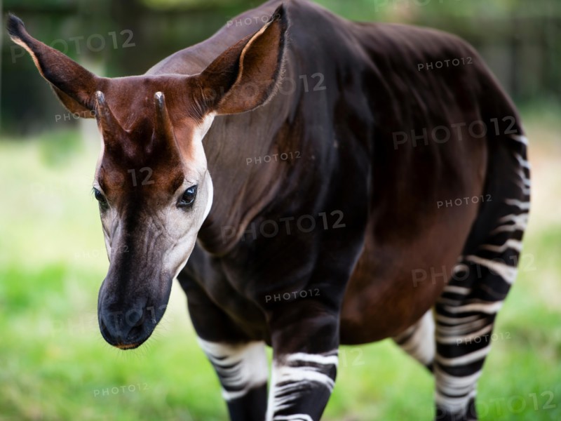 The okapi (Okapia johnstoni), known as the forest giraffe or zebra giraffe, is a close relative to the giraffe.