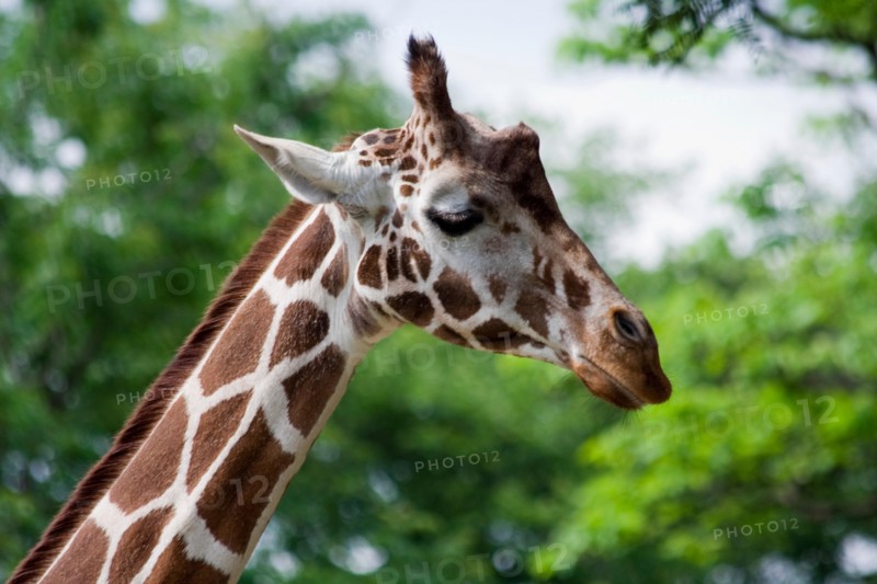 Giraffe (Giraffa camelopardalis)