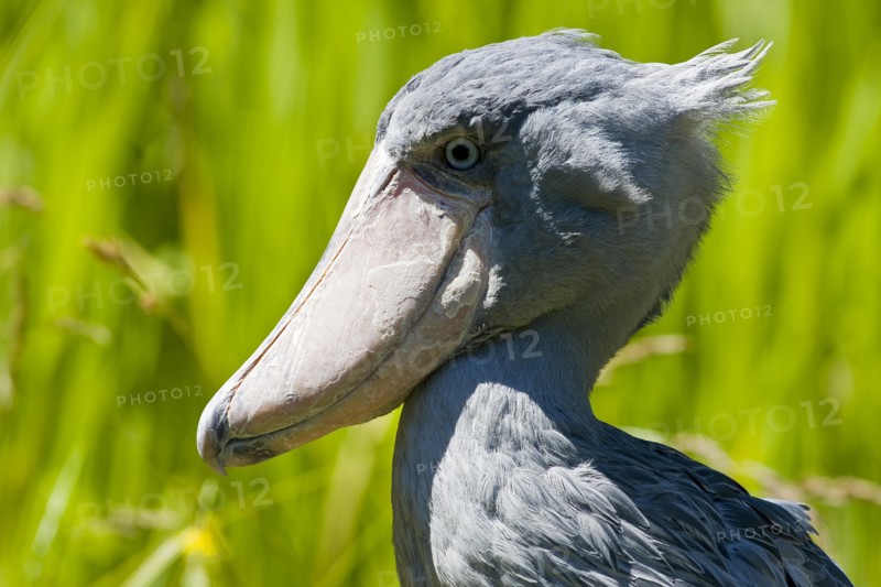 shoebill,(Balaeniceps rex)