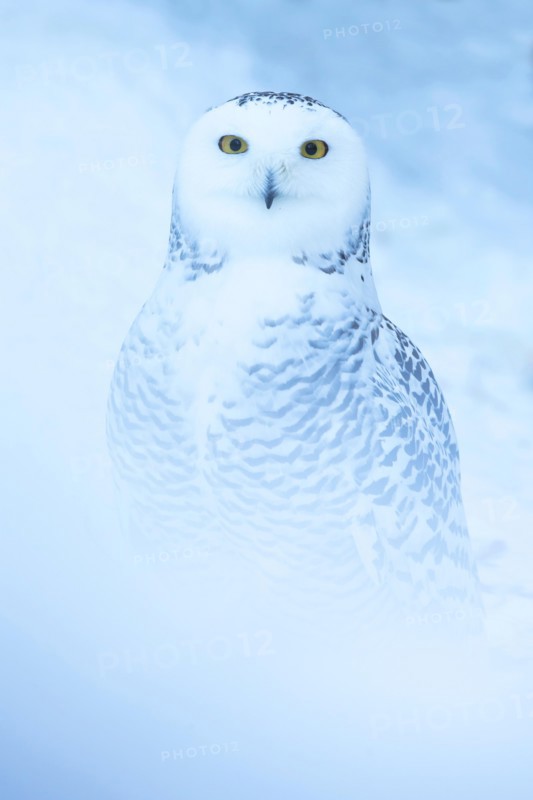 Snowy owl (Bubo scandiacus) sitting in the snow
