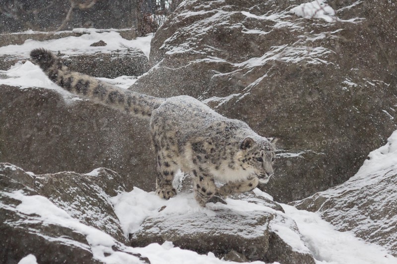Snow Leopard- A young snow leopard takes a leap from a rock onto an unexpecting fellow snow leopard