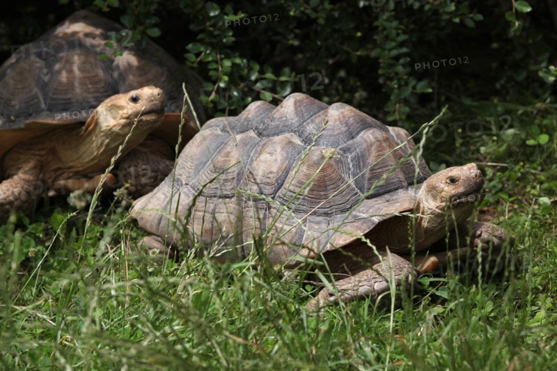 African spurred tortoise (Centrochelys sulcata), also known as the sulcata tortoise at Usti nad Labem Zoo, Czech Republic.