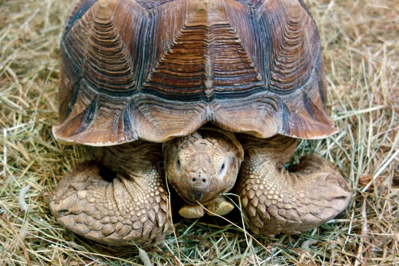 The African spurred tortoise (Centrochelys sulcata), also called the sulcata tortoise