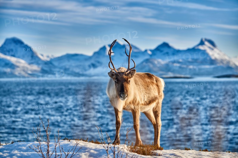 Reindeer, Rangifer tarandus, at sea with mountain landscape on the island Senja, Troms, Norway, Europe