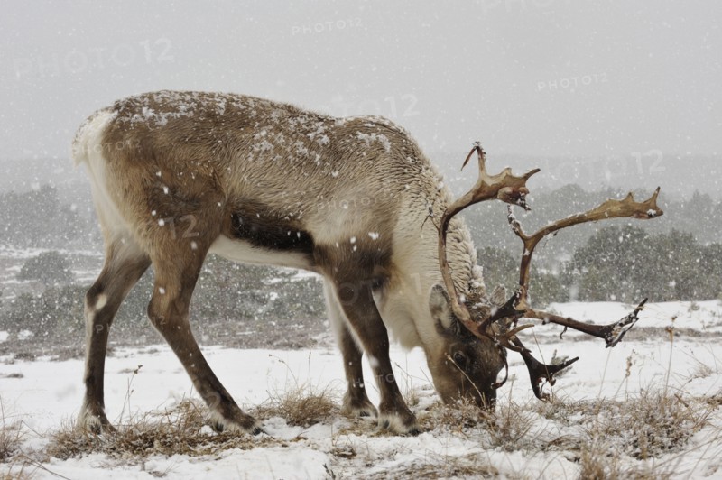 Pensioner, Rangifer tarandus, snow,