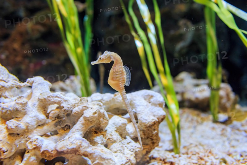 The cute Seahorse swimming alone in the water