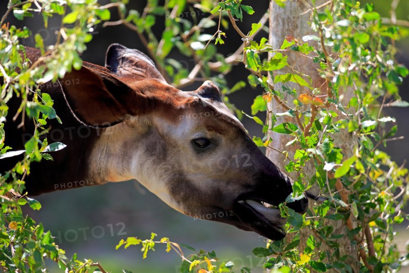 Okapi, (Okapia johnstoni), Africa, adult feeding portrait