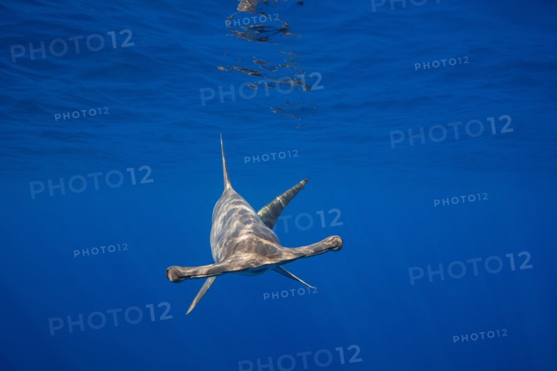 female scalloped hammerhead shark, Sphyrna lewini, off Keauhou, South Kona, Big Island, Hawaii, USA ( Central Pacific Ocean )