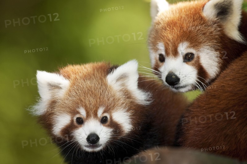Small panda, Ailurus fulgens, also red panda, adult animals, portrait,