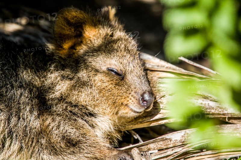 Quokka (Setonix brachyurus) resting on Rottnest Island, Western Australia