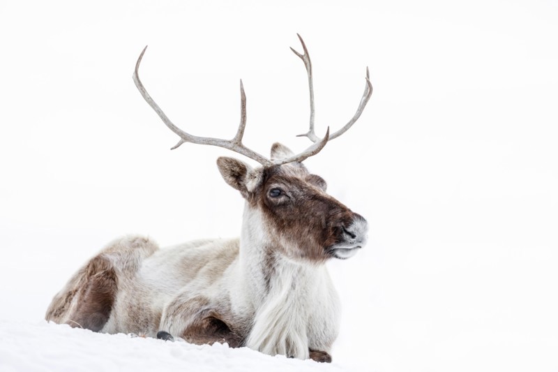 Reindeer, also known as the Boreal Woodland Caribou in North America, Rangifer tarandus, Manitoba, Canada.