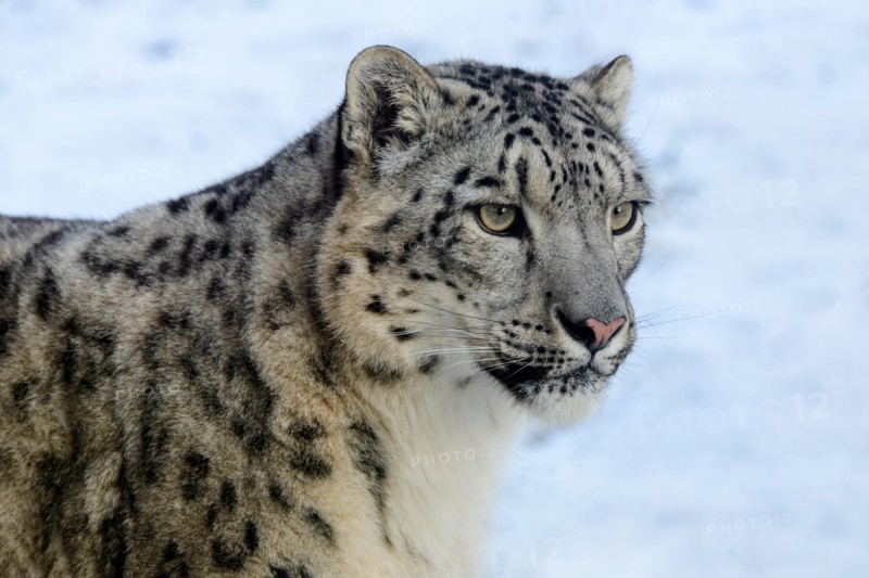 Captive snow leopard (Panthera uncia) at Highland Wildlife Park, Kincraig, Kingussie, Scotland, UK