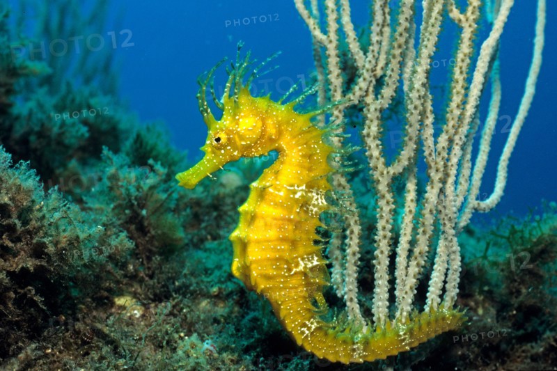 Sea horse, long-snouted seahorse (Hippocampus ramulosus), Mallorca, Baleares, Spain, Mediterranean Sea, Europe