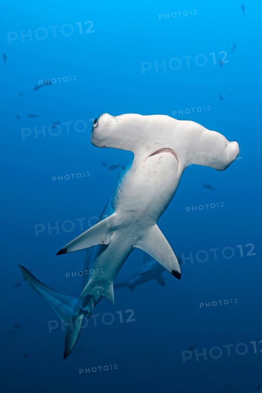Grosser Hammerhai (Sphyrna mokarran), Bimini, Bahamas | Great Hammerhead Shark (Sphyrna mokarran), Bimini island, Bahamas