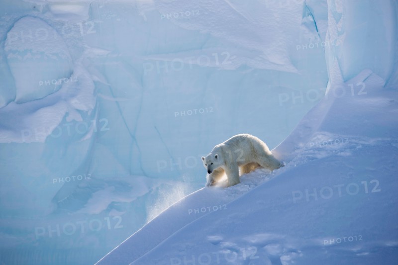 female polar bear slides down the snow and ice of an iceberg on Baffin Island, Northern Canada