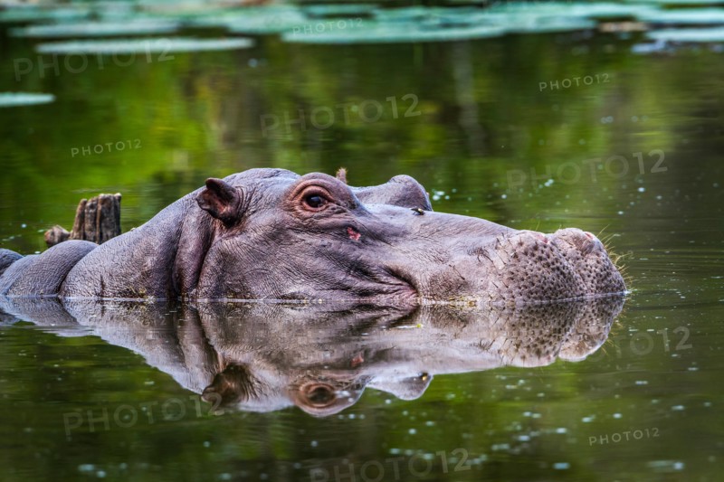 Hippopotamusin Kruger national park, South Africa ; Specie Hippopotamus amphibius family of Hippopotamidae