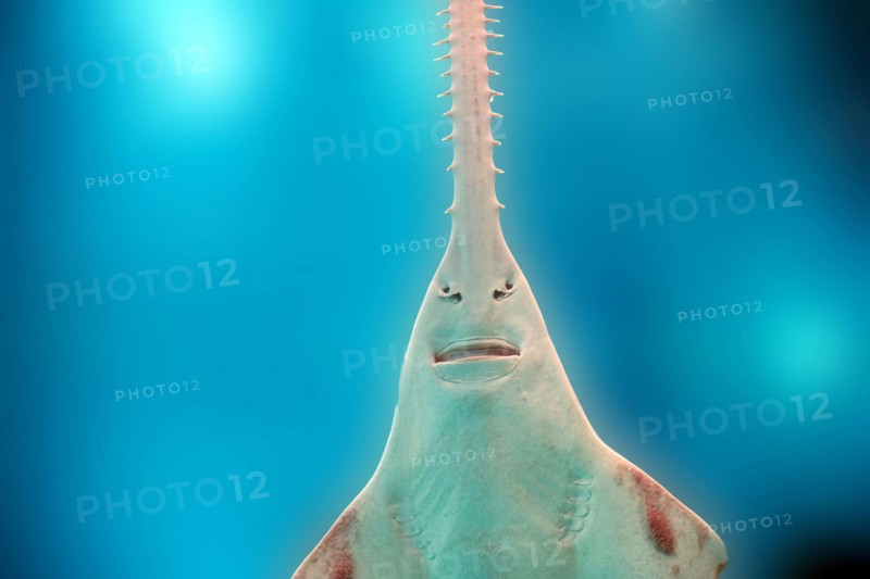 sawfish underwater close up detail of mouth and saw