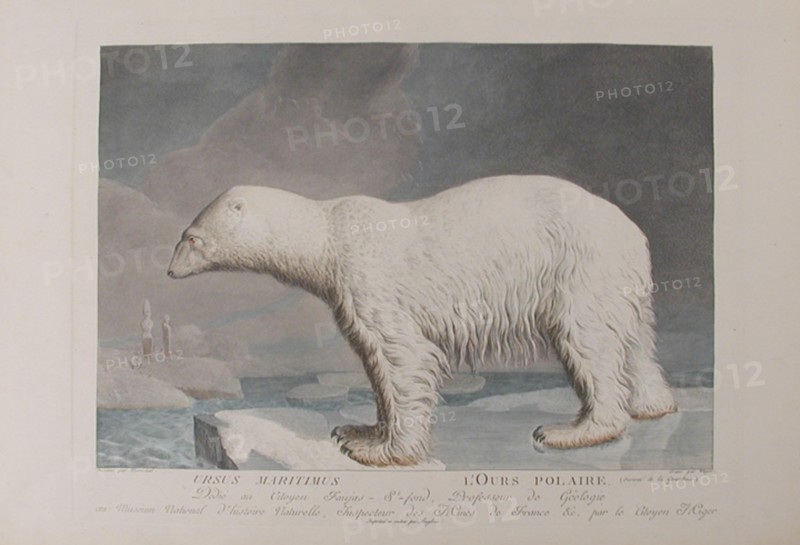 . 'Ursus Maritumus / L'Ours Polaire'. Plate by Simon Charles Miger after Nicolas Maréchal (1753-1803) from 'La Ménagerie du Muséum national d'histoire baturelle' by Bernard-Germain-Étienne de Lacépède, Georges Cuvier & Étienne Geoffroy Saint-Hilaire (1804). between circa 1800 and circa 1801. Simon Charles Miger (1736-1828) 892 Miger - Ours polaire