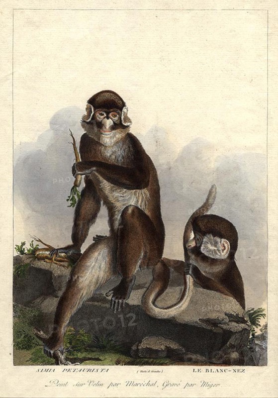 . 'Simia Petaurista / Le Blanc-Nez'. (Cercopithecus petaurista / Hocheur blanc nez du Bénin.) Plate by Simon Charles Miger after Nicolas Maréchal (1753-1803) from 'La Ménagerie du Muséum national d'histoire baturelle' by Bernard-Germain-Étienne de Lacépède, Georges Cuvier & Étienne Geoffroy Saint-Hilaire (1804). between circa 1800 and circa 1801. Simon Charles Miger (1736-1828) 892 Miger - Simia Petaurista