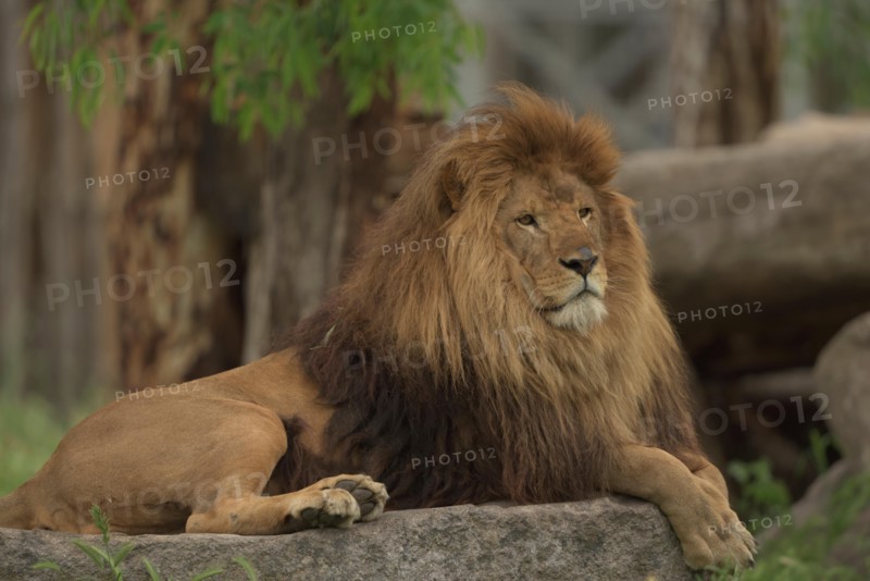 Barbary lion with beautiful mane