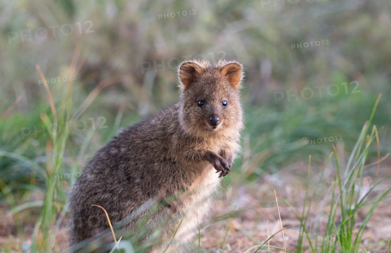 Quokka (Setonix brachyurus) in the wild, Rottnest Island, Western Australia